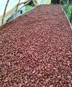Cacao En Seco
