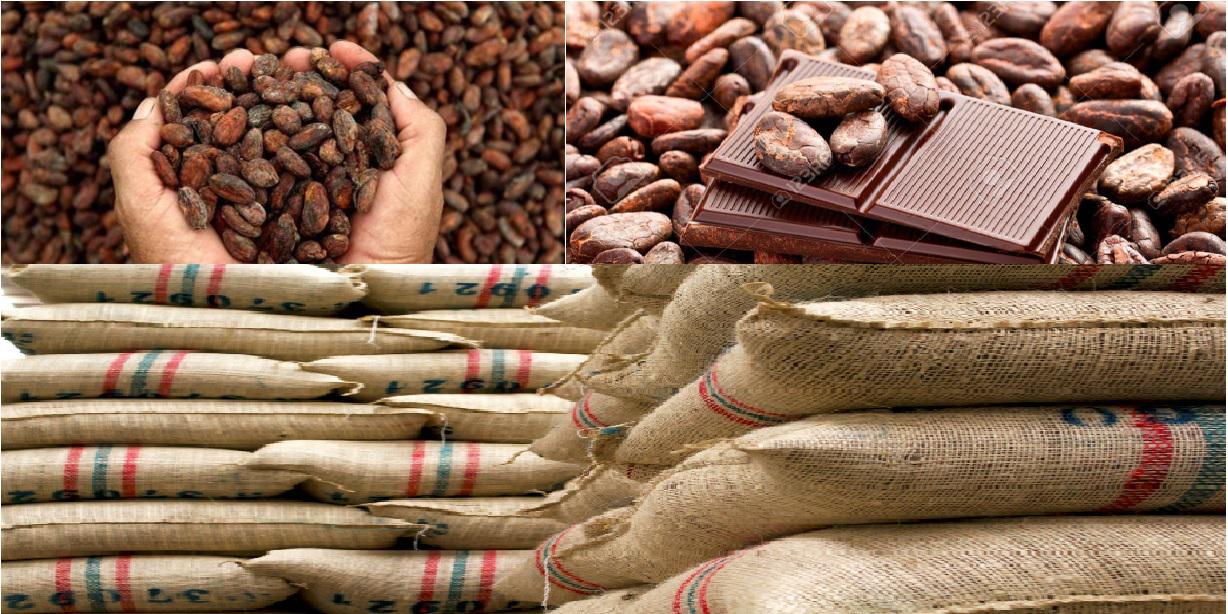 Cacao