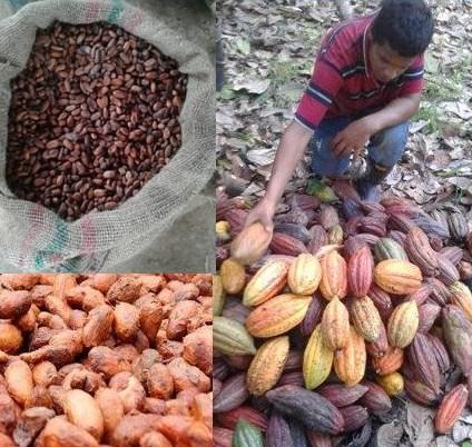 Cacao Seco De Excelente Calidad