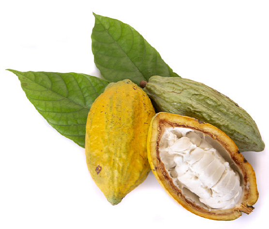 Cacao