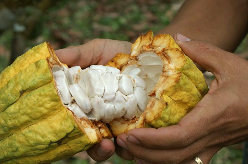 Cacao