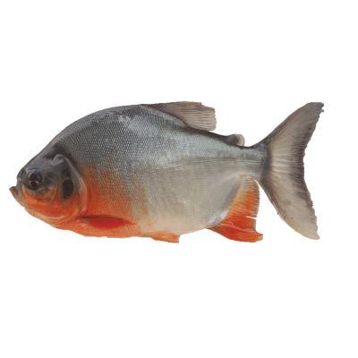 Cachama