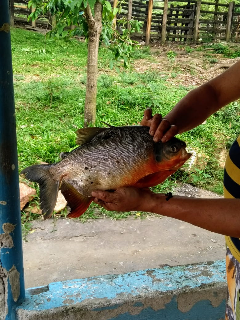 Mojarra Y Cachama