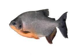Cachamas