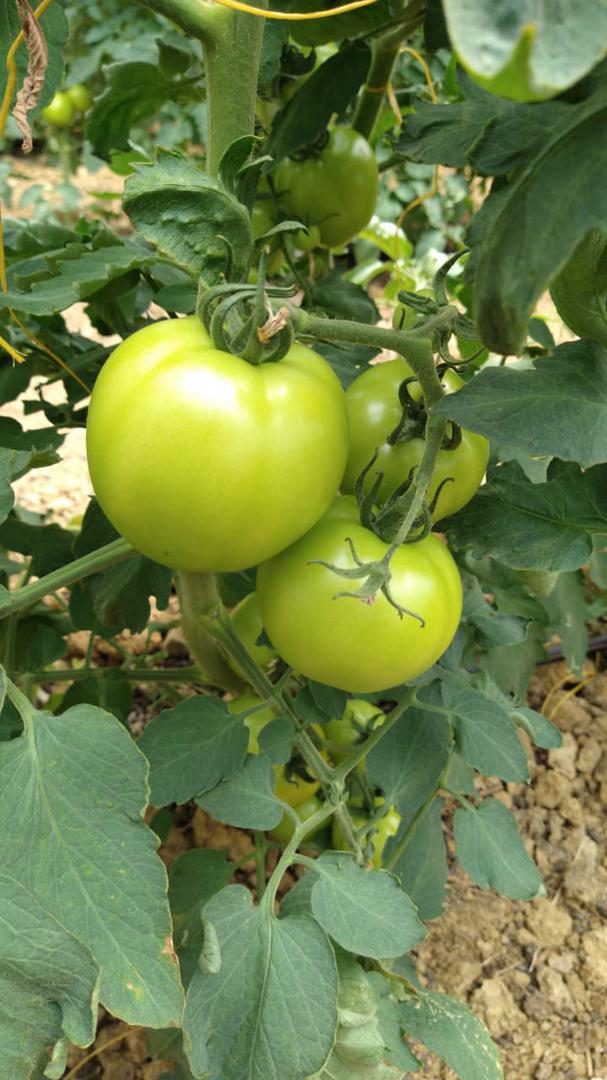 Tomate Larga Vida