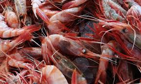 Camaron Langostino