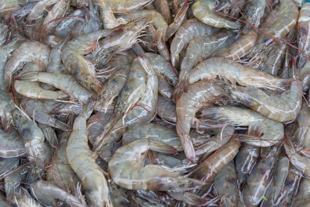 Camaron Langostino