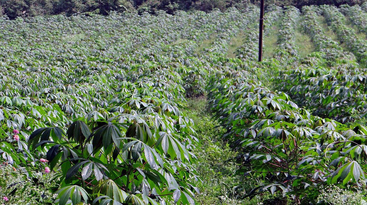 Yuca Dulce Tipo Exportacion