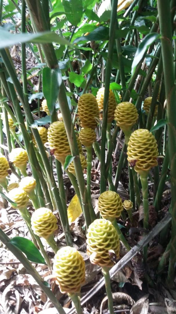 Flor De Heliconia Maraca Ginger Presentacion Por Docena