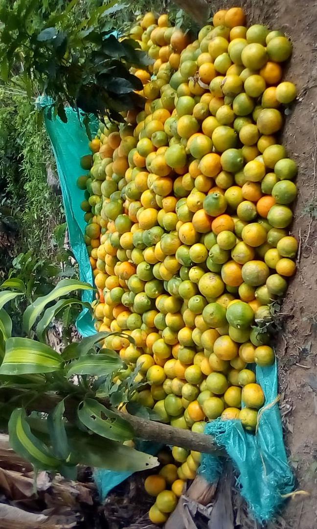 Naranja Jugosa Variedad Tangelo Presentacion De Canastilla Por 22 Kg De 1Era Y Segunda Calidad