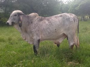 Bovino Cebado En Pie De 480 Kg