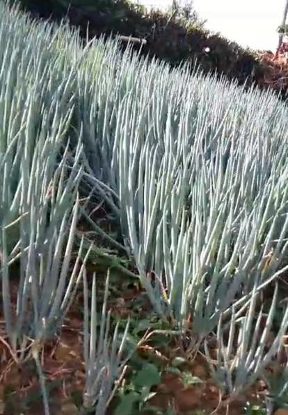 Cebolla Fresca Lista Para Entrega