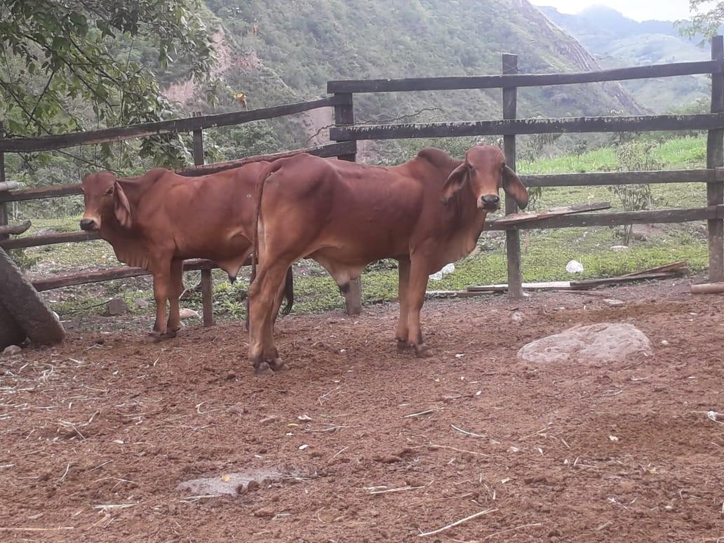 Hembras Doble Proposito Kg Pie