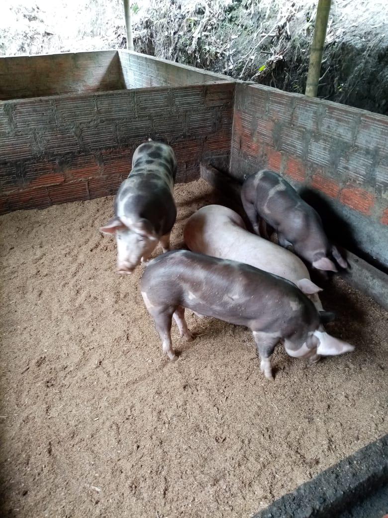 Lechon En Pie De 30 A 45 Dias De Edad