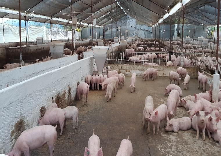 Cerdo Cebado En Pie Peso Promedio 100 Kg