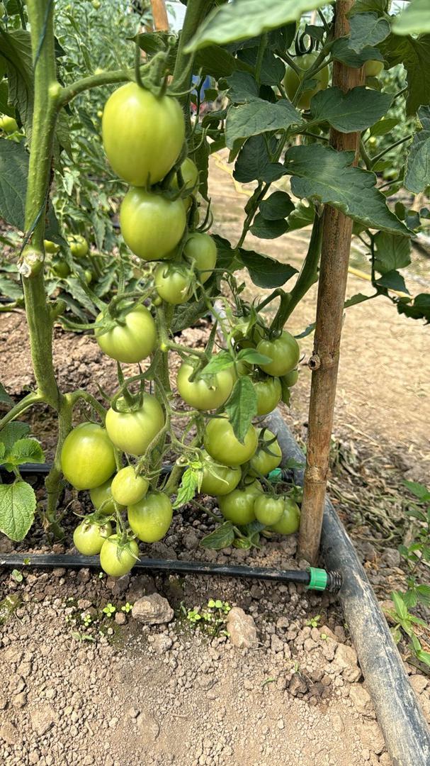 Tomate Chonto Canastilla 24 K