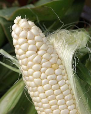 Mazorca De Grano Blanco