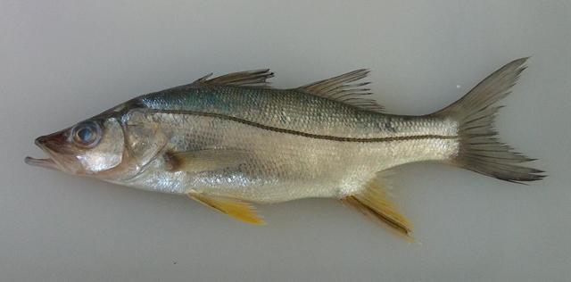 Pescado De Mar