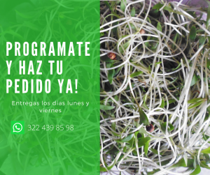 Microgreens Cilantro