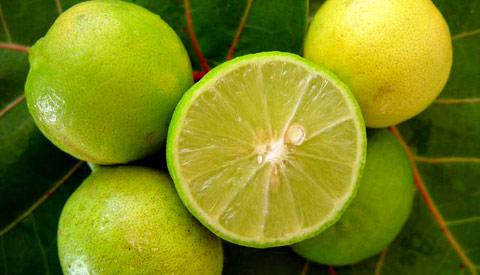 Limon Criollo