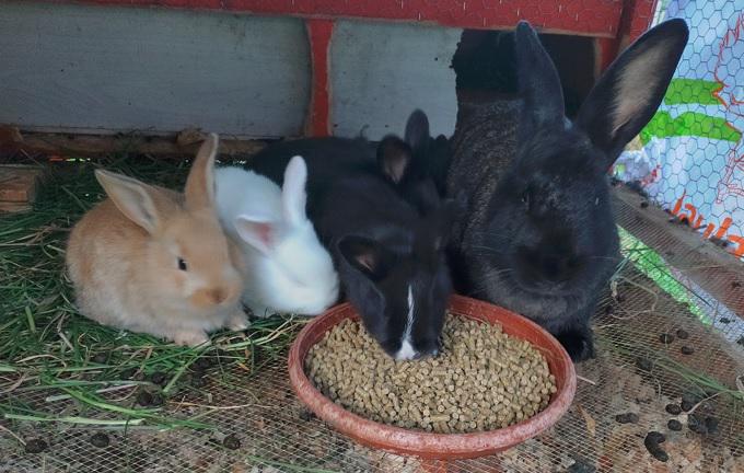 Venta De Conejos Gigantes Vivos