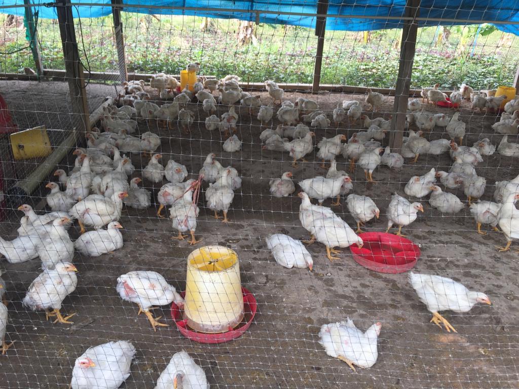 Kilo De Pollo En Pie