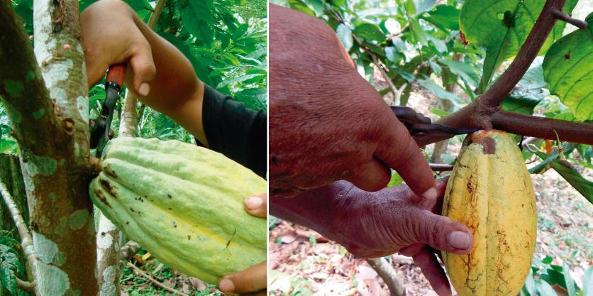 Cacao Modelo Araucano