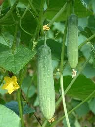 Pepino Cohombro
