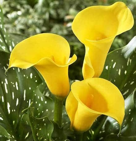 Flor