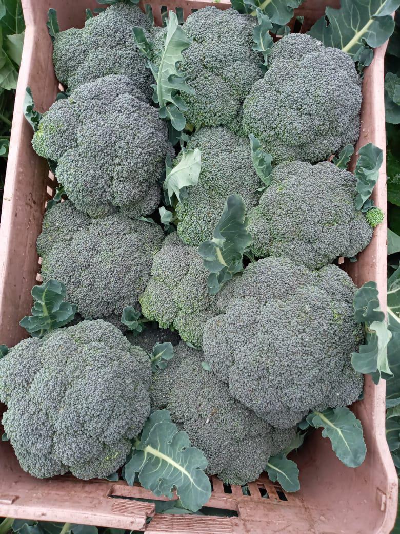 Brocoli Legasi Empacado En Vitafil
