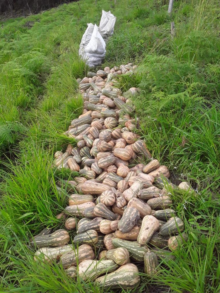 Kilo De Ahuyamin Organico