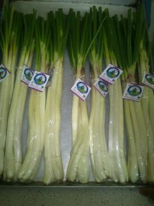 Cebolla Larga Fresca