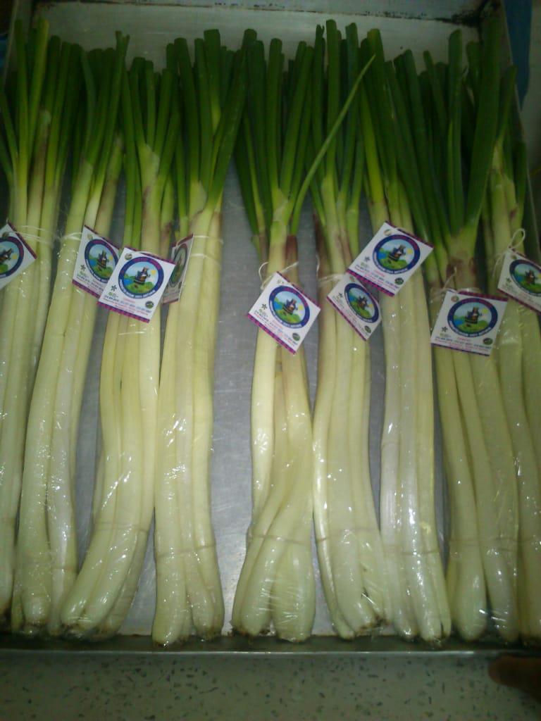 Cebolla Larga Fresca