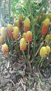 Flor De Heliconia Maraca Ginger Presentacion Por Docena