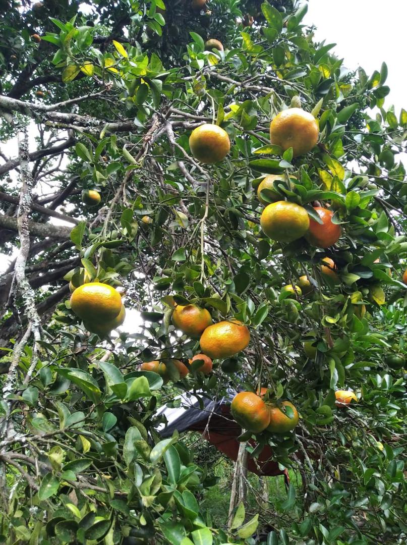 Mandarina Dulce Y Jugosa Variedad Arrayana En Presentacion Por Canastilla De 22 Kg