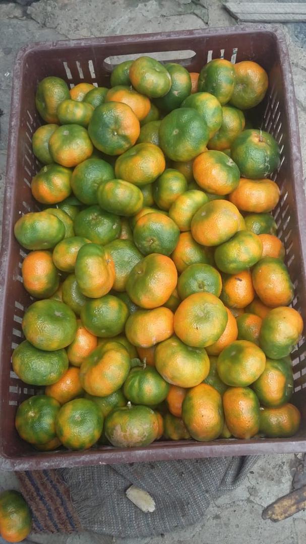 Mandarina Dulce Y Super Jugosa Variedad Arrayana Presentacion Por Canastilla De 22 Kg