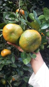 Mandarina Dulce Y Super Jugosa Variedad Arrayana Presentacion Por Canastilla De 22 Kg
