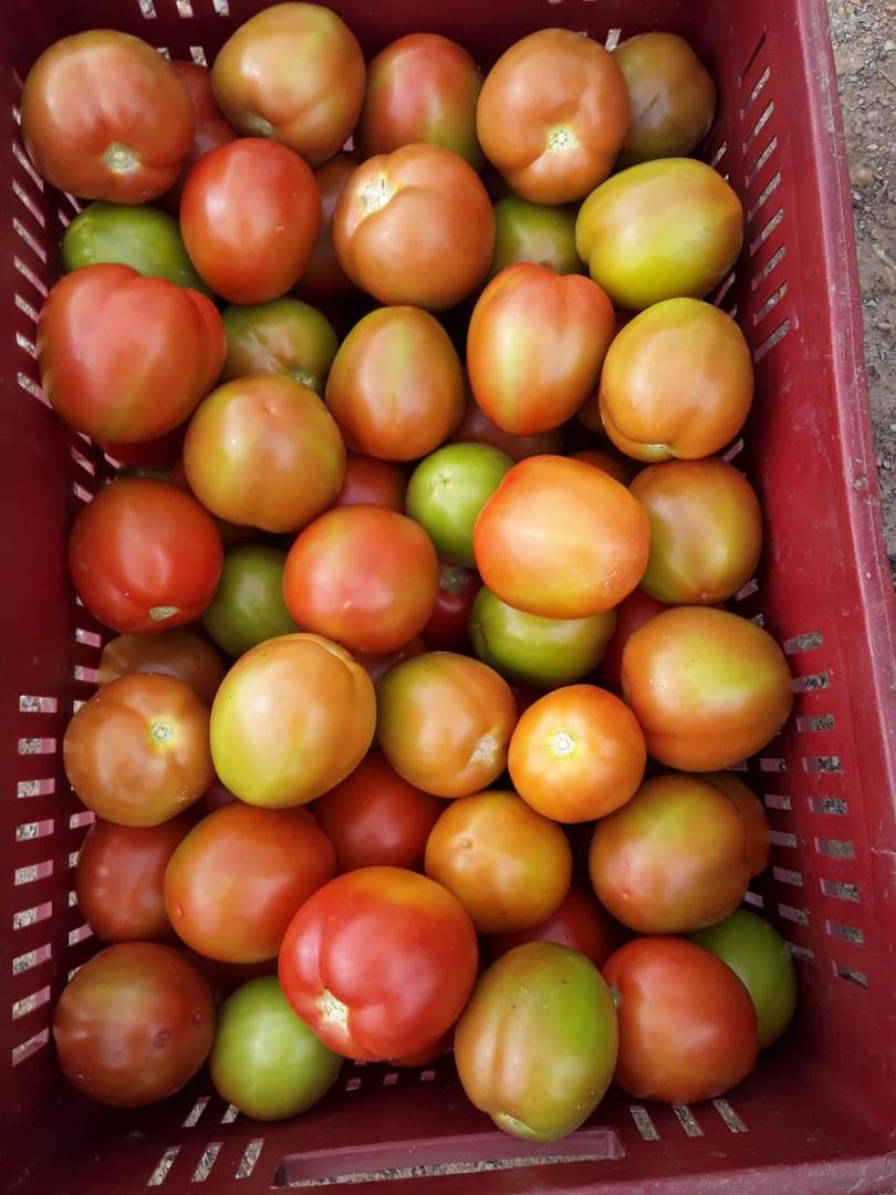 Tomate Chonto Limpio