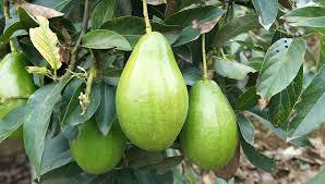 Aguacate Lorena
