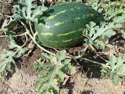 Patilla