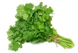 Cilantro En Rama