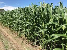 Silo De Maiz Para Alimentacion De Rumiantes