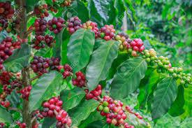 Cafe En Grano Variedad Castillo
