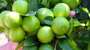 Limon Tahiti