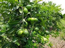 Limon