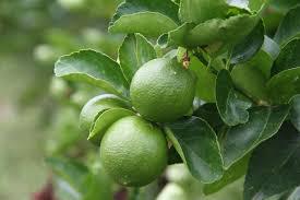 Limon Tahiti