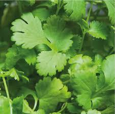 Cilantro Patimorado