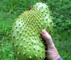 Guanaba