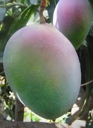 Mango Tomy