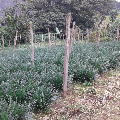 Cinta Liriope